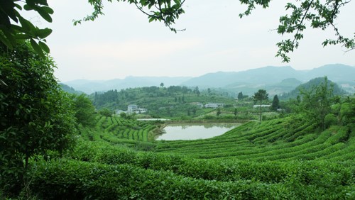 湘茶高科技產(chǎn)業(yè)園 職工食堂及超市承包經(jīng)營服務招標公告